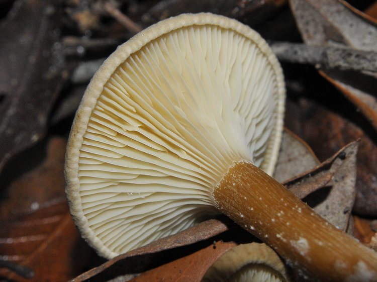 Clitocybe squamulosa ?
